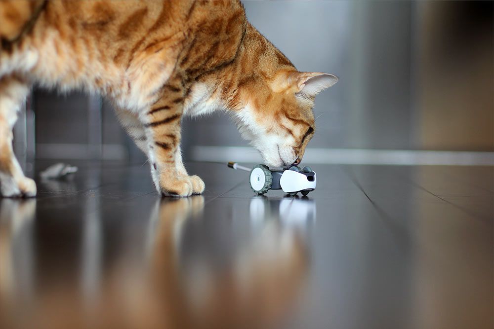 mousr01